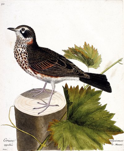 Zoologiskt diagram (ornitologi): trasten som vanligtvis kallas mauvis (mauvis trast eller turdus iliacus) på en trädstam. Illustration i "Fåglarnas historia, målade i deras utseende och känsliga aspekter" av Francois Nicolas Martinet (1731-1800). av Francois Nicolas Martinet