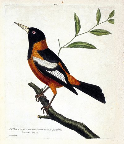 Zoologiskt diagram (ornitologi): troupiale (troupiale oriole eller icterus icterus) på en gren. Illustration i "Fåglarnas historia, målade i deras utseende och känsliga aspekter" av Francois Nicolas Martinet (1731-1800). Privat samling. av Francois Nicolas Martinet