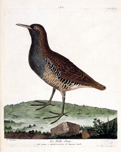 Zoologiskt diagram (ornitologi): vattenrabben (rallus aquaticus). Illustration i "Fåglarnas historia, målade i deras utseende och känsliga aspekter" av Francois Nicolas Martinet (1731-1800). Privat samling. av Francois Nicolas Martinet