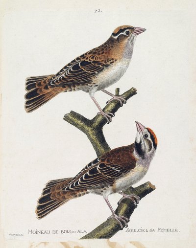 Zoologiskt diagram (ornitologi): skogssparven eller reliefen (Hudsonsparv eller spizea arborea) och dess hona (lindad sparv eller petronia petronia). Illustration i "Fåglarnas historia, målade i deras utseende och känsliga aspekter" av Franco av Francois Nicolas Martinet
