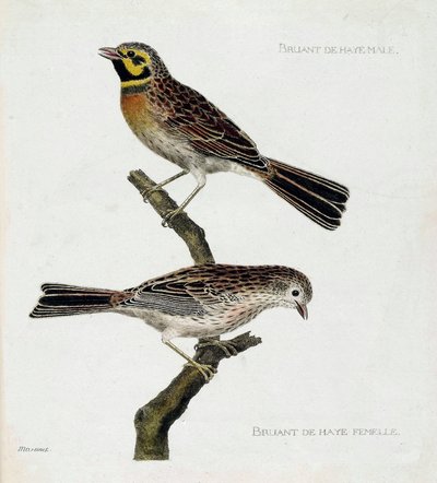 Zoologiskt diagram (ornitologi): uppifrån och ned: Haagsparvar hanar och honor (zizi eller emberiza cirlus) på en gren. Illustration i "Fåglarnas historia, målade i deras utseende och känsliga aspekter" av Francois Nicolas Martinet (1731-1800). Priv av Francois Nicolas Martinet
