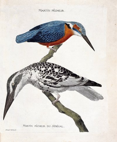 Zoologiskt diagram (ornitologi): uppifrån och ned: Martin pecheur (martin pecheur d