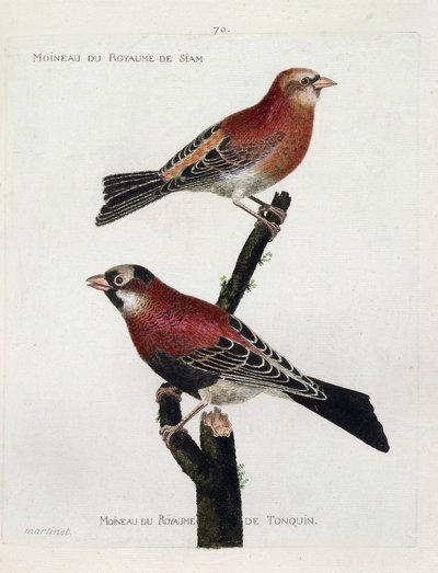 Zoologiskt diagram (ornitologi): uppifrån och ned: Sparv från riket Siam (Crimson Roselin eller carpodacus eruthrinus) och sparv från riket tonquin (tonkin) på en gren. Illustration i "Fåglarnas historia, målade i deras utseende och S av Francois Nicolas Martinet