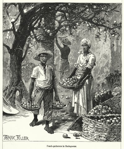 Persikosamlare på Madagaskar (gravyr) av Frank (after) Feller