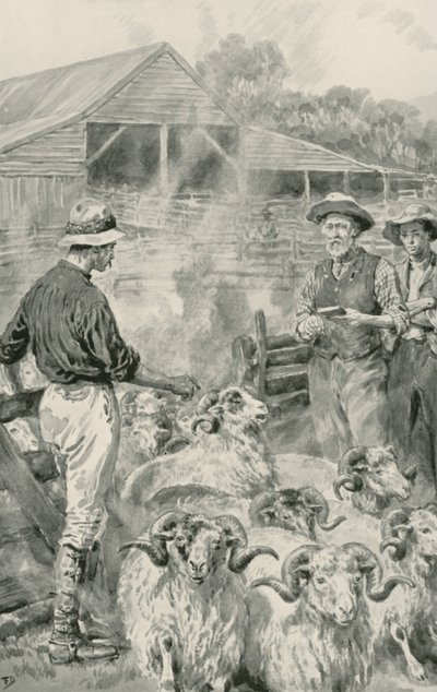 En fårstation på Canterbury Plains av Frank Dadd