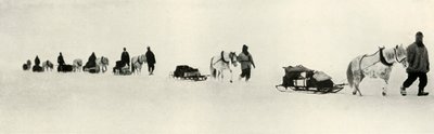 Ponnyer i mars 1911, 1913 av Frank Debenham