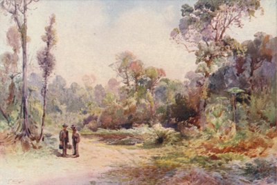 Nya Zeeland: A Bush Road (färglitografi) av Frank H Wright