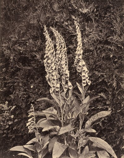 Foxgloves av Frank Mason Good