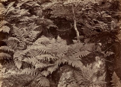 Untitled Fern Study, sent 1870-tal. av Frank Meadow Sutcliffe