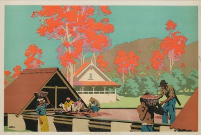 En kakaogård i Trinidad (färg litho) av Frank Newbould