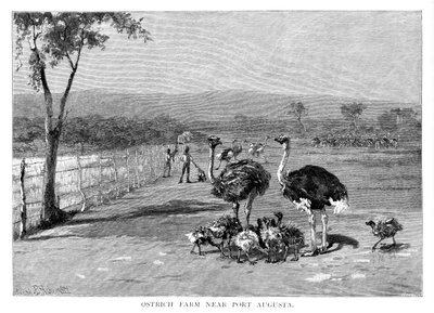 Strutsfarm nära Port Augusta, södra Australien, 1886 av Frank P. Mahony