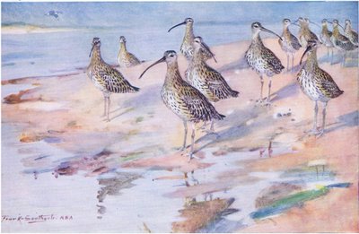 Curlews vid Blakeney Point (litho) av Frank Southgate