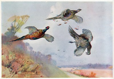 Högfasaner, illustration från 