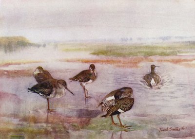 Norfolk Broads: Redshank (färg litho) av Frank Southgate
