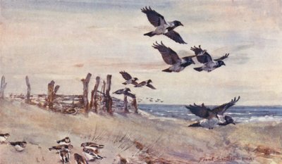 Viltliv i East Anglia: Autumn Immigrants, Hooded Crows and Snow Buntings (färglitografi) av Frank Southgate
