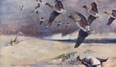 Wild Life in East Anglia: jakt på vilda gäss (färglitografi) av Frank Southgate