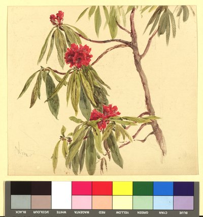 Blomsterstudie (tibast) av Franz Alt