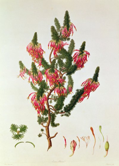 Heather, Erica sebana, graverad av Mackenzie av Franz Andreas Bauer