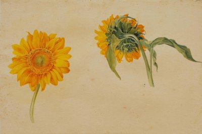 solrosor av Franz Horny