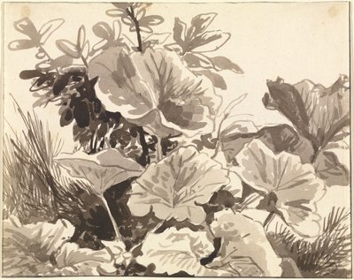 Studie av krolliljans blad av Franz Innocenz Kobell