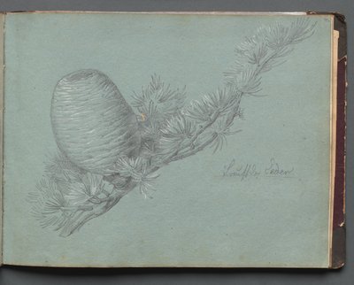 Album med utsikt över Rom och omgivningar, landskapsstudier, sidan 49a: Studie av en vintergrön.... av Franz Johann Heinrich Nadorp