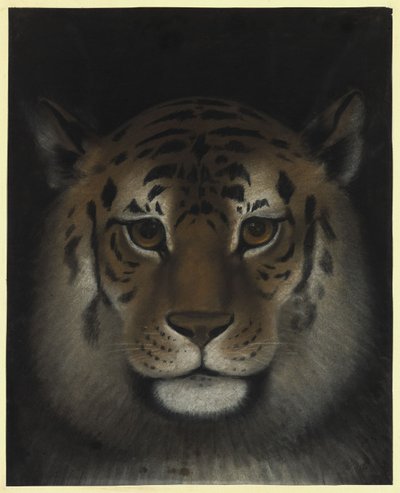 Tigerhuvud av Franz Krüger