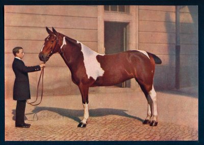 Ett fotografi av en häst tagen med en Zeiss Tessar-lins, c1908 av Franz Kuhn