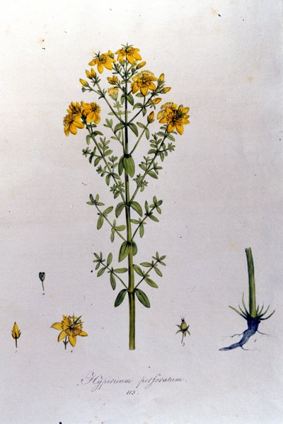 Hypericum eller johannesört. F. De Paola De Schranks "Flora Monacensis" München 1816 av Franz Schrank