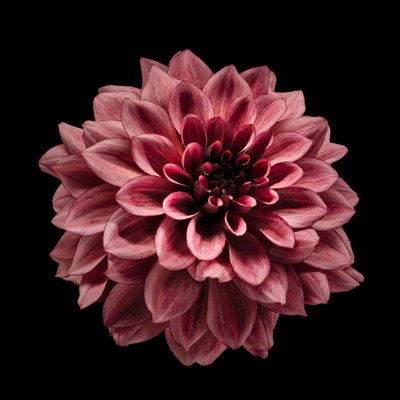 Dahlia i djup vinröd av Fred Louwen