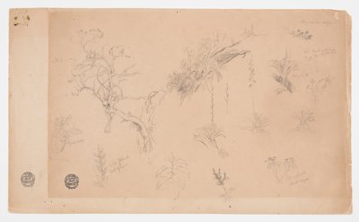 En grupp av tretton botaniska studier från Colombia eller Ecuador av Frederic Edwin Church