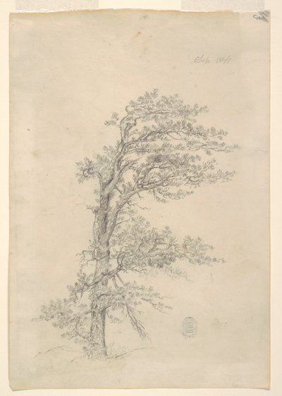En Pitch Pine av Frederic Edwin Church