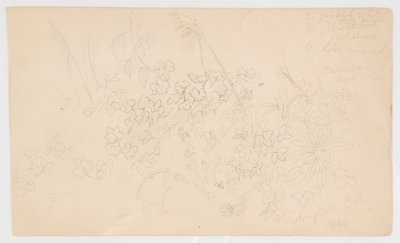 Botaniska skisser av Frederic Edwin Church