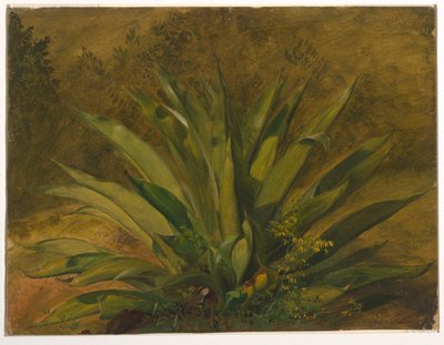 Botanisk studie av Frederic Edwin Church