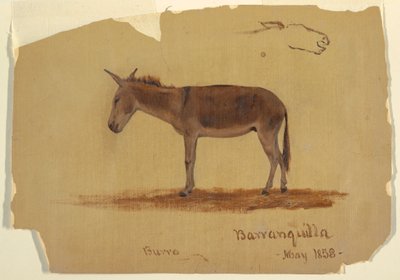 Teckning, en åsna, Baranquilla, Colombia, maj 1853 av Frederic Edwin Church