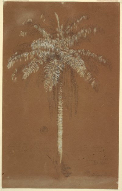 Ritning, Abaye Palm, Mt. Salus, Jamaica, juni 1865 av Frederic Edwin Church