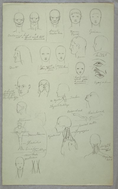 Teckning, Anatomiska studier, 1865-70 av Frederic Edwin Church