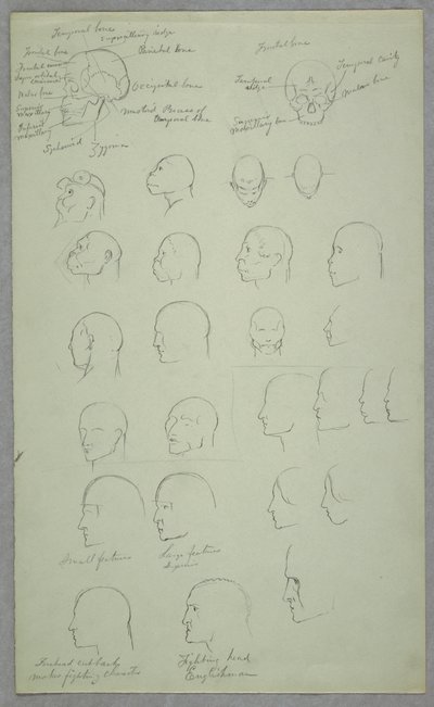 Teckning, Anatomiska studier, 1865-70 av Frederic Edwin Church