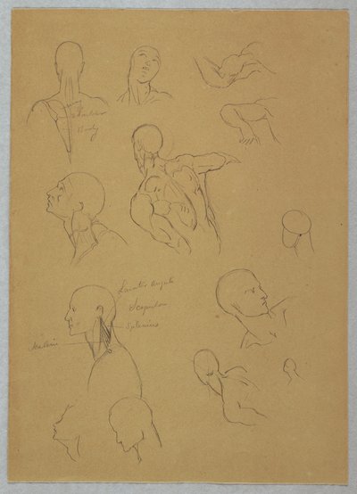 Teckning, Anatomiska studier, 1865-70 av Frederic Edwin Church
