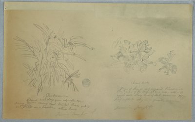 Teckning, studier av arrowroot och cardamum, Jamaica, juni 1865 av Frederic Edwin Church