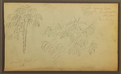 Teckning, Botaniska skisser, 1857 av Frederic Edwin Church