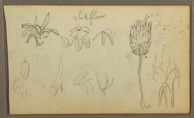 Teckning, Botaniska skisser, 1857 av Frederic Edwin Church
