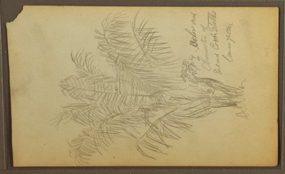 Teckning, Botaniska skisser, 1857 av Frederic Edwin Church