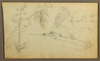 Teckning, Botaniska skisser, 1857 av Frederic Edwin Church