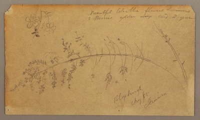 Teckning, Botaniska skisser, augusti 1865 av Frederic Edwin Church
