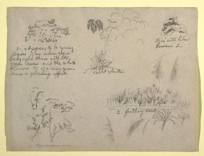 Teckning, Botaniska skisser, Colombia, 1853 av Frederic Edwin Church