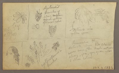 Teckning, Botaniska skisser, Ecuador eller Colombia; Verso: Botaniska skisser, 1857 av Frederic Edwin Church