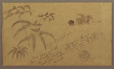 Teckning, Botaniska skisser, maj-augusti 1865 av Frederic Edwin Church