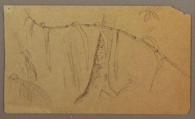 Teckning, Botaniska skisser, maj-augusti 1865 av Frederic Edwin Church