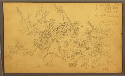 Teckning, Botaniska skisser, maj 1857 av Frederic Edwin Church