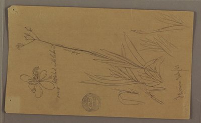 Teckning, Botaniska skisser som visar detaljer av en växt, Jamaica, juli 1865 av Frederic Edwin Church